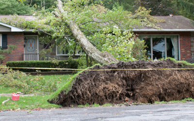 If a tree falls on your house, are you covered?
